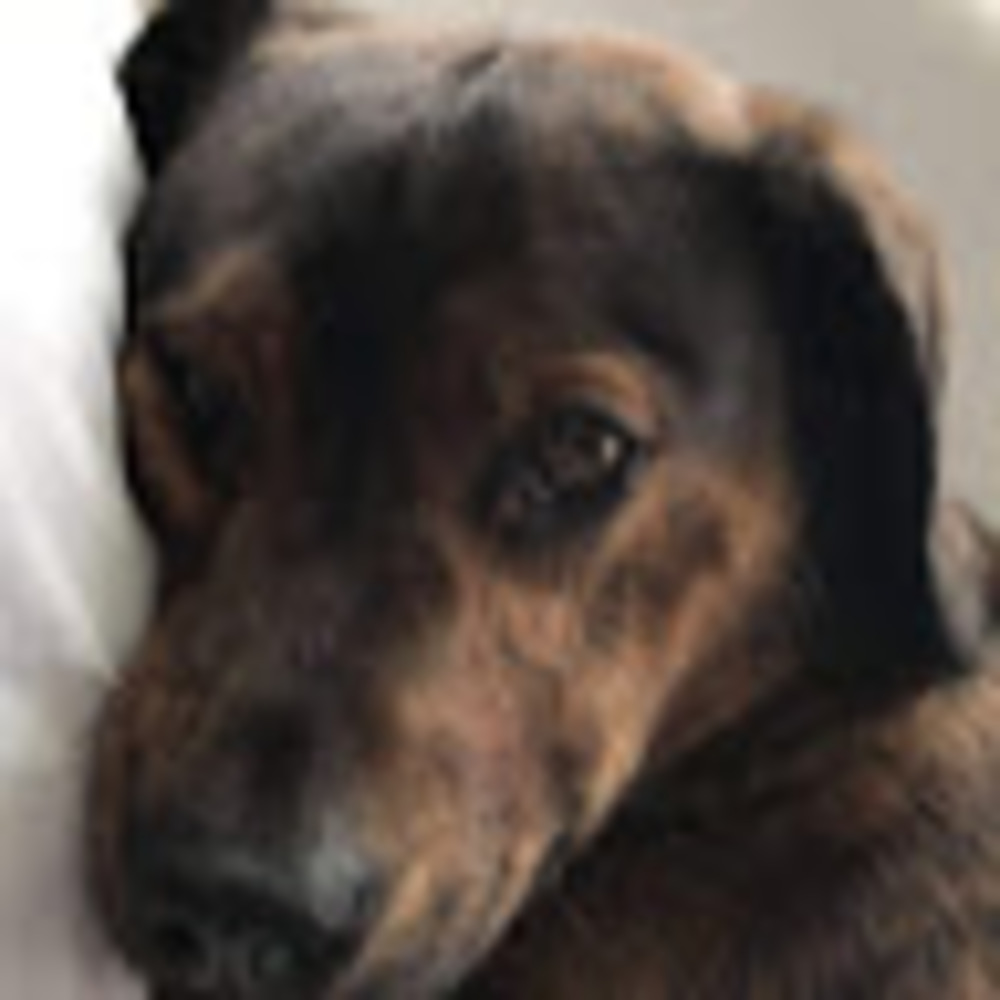 Meet your Posher, Cara